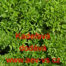 Petržel zahradn&iacute; Kadeřav&aacute;