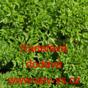 Petržel zahradn&iacute; Kadeřav&aacute;