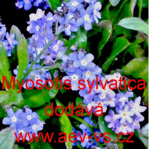 Pomněnka lesn&iacute;