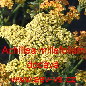 Řebř&iacute;ček obecn&yacute;