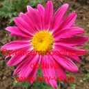 Řimbaba kavkazsk&aacute;, růžov&aacute;, Kopretina růžov&aacute;