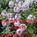 Saturejka horsk&aacute;