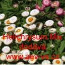 Slaměnka americk&aacute;, listenat&aacute;, Smil listenat&yacute;, listnat&yacute;