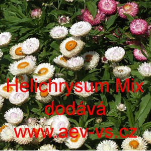 Slaměnka americk&aacute;, listenat&aacute;, Smil listenat&yacute;, listnat&yacute; směs