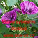 Sl&eacute;z lesn&iacute;