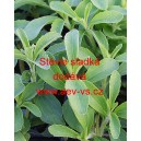 St&eacute;vie sladk&aacute;