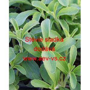 St&eacute;vie sladk&aacute;