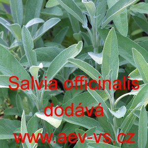 &Scaron;alvěj l&eacute;kařsk&aacute;