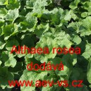 Topolovka růžov&aacute;