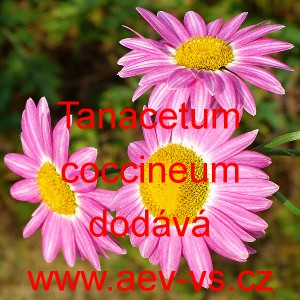 Vratič růžov&yacute;, Kopretina &scaron;arlatov&aacute;