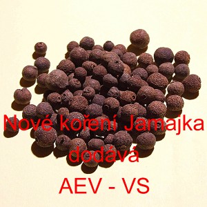 Nov&eacute; kořen&iacute; 