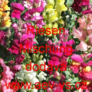 Hled&iacute;k vět&scaron;&iacute; Riesen Mischung