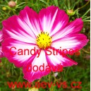 Kr&aacute;senka zpeřen&aacute; Candy Stripes