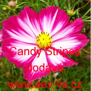 Kr&aacute;senka zpeřen&aacute; Candy Stripes