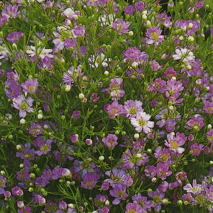 &Scaron;ater lep&yacute; ozdobn&yacute; Schleierkraut Mischung