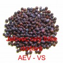 Jalovec cel&yacute; It&aacute;lie