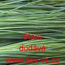 Pažitka pobřežn&iacute; Staro