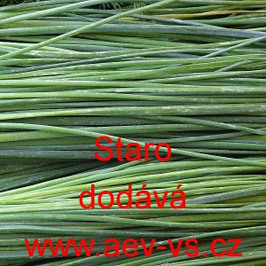 Pažitka pobřežn&iacute; Staro