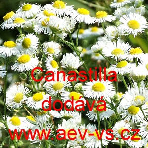 Heřm&aacute;nek prav&yacute; Canastilla