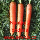 Mrkev obecn&aacute; Nantes 2