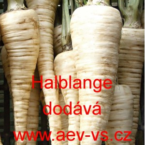 Petržel kořenov&aacute; Halblange