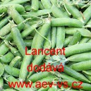 Hr&aacute;ch dřeňov&yacute; Lancent