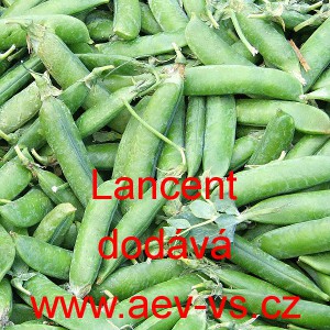 Hr&aacute;ch dřeňov&yacute; n&iacute;zk&yacute; Kleine Rheinl&auml;nderin