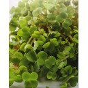 Roketa set&aacute; Ruca Salatrauke EKO Standard