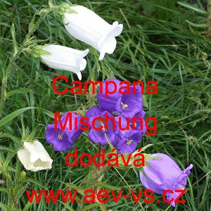 Zvonek zahradn&iacute;, prostředn&iacute; Campana Mischung