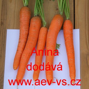 Mrkev obecn&aacute; poloran&aacute; Anina