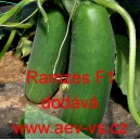 Okurka set&aacute; sal&aacute;tov&aacute; hybridn&iacute; Ramzes F1