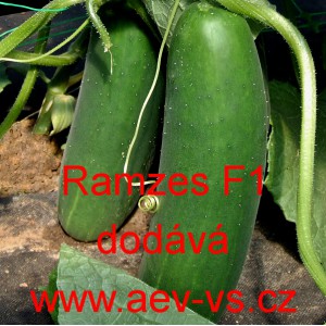 Okurka set&aacute; sal&aacute;tov&aacute; hybridn&iacute; Ramzes F1