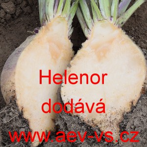 Tuř&iacute;n brukev řepka Helenor