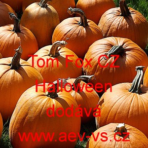 Tykev obecn&aacute; Tom Fox CZ Halloween