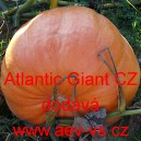 Tykev velkoplod&aacute; Atlantic Giant CZ