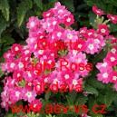 Spor&yacute;&scaron; zahradn&iacute;, zkř&iacute;žen&yacute; Quartz Light Rose