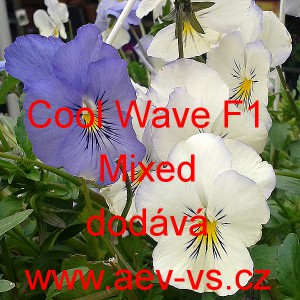 Mace&scaron;ka zahradn&iacute; převisl&aacute; Cool Wave F1 Mixed