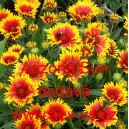 Kokarda zkř&iacute;žen&aacute; Arizona Sun