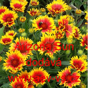 Kokarda zkř&iacute;žen&aacute; Arizona Sun