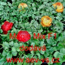 Pryskyřn&iacute;k v&yacute;chodn&iacute; Magic Mix F1