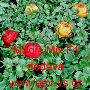 Pryskyřn&iacute;k v&yacute;chodn&iacute; Magic F1 Mix 