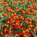 Aksamitn&iacute;k jemnolist&yacute; Ornament