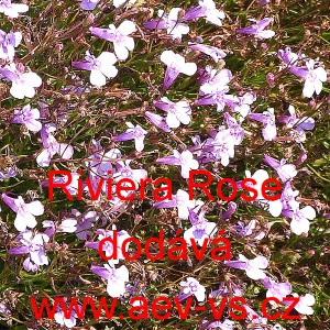 Lobelka drobn&aacute; Riviera Rose