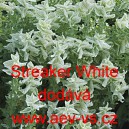 &Scaron;alvěj zahradn&iacute;, pestr&aacute;, tř&iacute;barevn&aacute; Streaker White