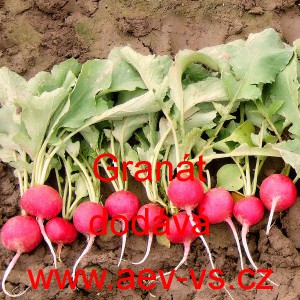 Ředkvička Gran&aacute;t