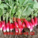 Ředkvička Sl&aacute;via