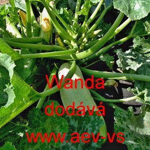 Tykev obecn&aacute; Wanda