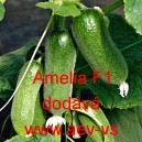 Okurka set&aacute; nakl&aacute;dačka hybridn&iacute; partenokarpick&aacute; Amelia F1