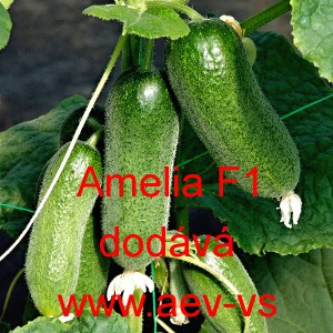 Okurka set&aacute; nakl&aacute;dačka hybridn&iacute; partenokarpick&aacute; Amelia F1
