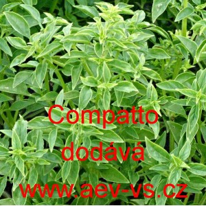 Bazalka prav&aacute; vonn&aacute; Compatto